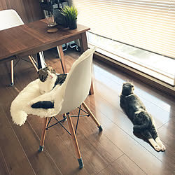 窓と猫の物語2021withYKKAP/IKEA/ブラインド/白黒/ねこと暮らす...などのインテリア実例 - 2021-11-14 18:04:34