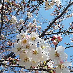 玄関/入り口/桜のインテリア実例 - 2015-04-06 19:56:13