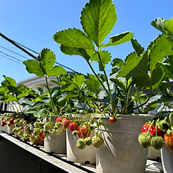 わが家の好きな風景/家庭菜園/家庭菜園 ベランダ/いちご栽培のインテリア実例 - 2024-05-05 16:49:02