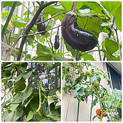 トマト栽培中/インゲン収穫/茄子栽培/野菜収穫/家庭菜園...などのインテリア実例 - 2020-07-15 20:16:43