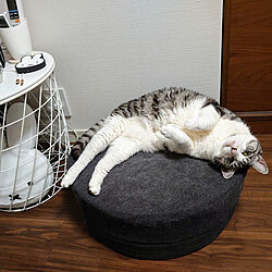 ベッド周り/IKEA/ミッフィー/猫/ねこのいる日常のインテリア実例 - 2021-05-17 02:28:44