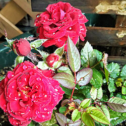 バラ/薔薇/植物のある暮らし/コンクリートの庭/お花のある暮らし...などのインテリア実例 - 2021-04-01 06:21:21