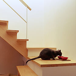 猫との暮らし/ペットと暮らす家/リビング階段/棚のインテリア実例 - 2022-04-30 20:28:34