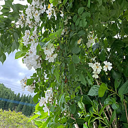 記録用なのでスルーしてね/花のある暮らし/ターシャの庭に憧れて/複数枚投稿\♥//レトロな実家...などのインテリア実例 - 2023-05-20 15:36:43