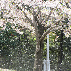 桜のインテリア実例 - 2021-03-29 00:23:15