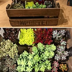 リビング/多肉寄せ植え/多肉植物/多肉/オニヅカバイオシステム...などのインテリア実例 - 2016-01-30 01:05:54