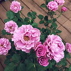 リビング/薔薇/南側/庭の花々/咲き始めが可愛い...などのインテリア実例 - 2015-06-14 15:50:53