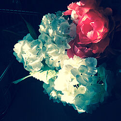 紫陽花/花のある暮らし/花の写真/花が好き♪/花　花器...などのインテリア実例 - 2020-04-25 11:21:00