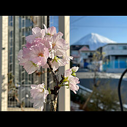 桜と富士山/苔玉/さくら/ガーデンテーブル＆チェア/玄関/入り口のインテリア実例 - 2021-03-15 07:43:49
