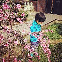 玄関/入り口/植物/和風な庭/しだれ桜のインテリア実例 - 2014-04-29 03:41:12