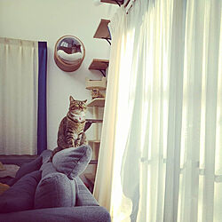 IKEAのソファー/Panasonic建具/LIXIL窓/猫のいる日常/猫のための家づくり...などのインテリア実例 - 2020-12-13 10:39:07