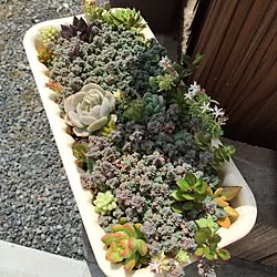 玄関/入り口/ぶっこみ鉢/もりもり/多肉植物/寄せ植え...などのインテリア実例 - 2015-07-01 06:20:21