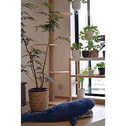 リビング/観葉植物/IKEA/グリーンのある暮らしのインテリア実例 - 2023-08-10 16:27:07