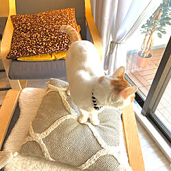 IKEA/猫/二人暮らし/リビングのインテリア実例 - 2021-01-17 15:41:27