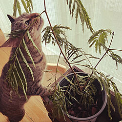 保護猫と暮らす/みどりのある暮らし/観葉植物/エバーフレッシュ/猫のいる部屋...などのインテリア実例 - 2023-01-24 13:32:01