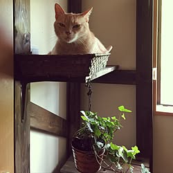 棚/セリア/観葉植物/ねこのいる風景/模様替え模索中…...などのインテリア実例 - 2017-07-15 08:48:04