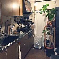 キッチン/セリア/DIY/観葉植物/IKEA...などのインテリア実例 - 2016-01-04 20:39:12