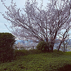 窓の外の桜/おうち花見のインテリア実例 - 2021-03-27 14:38:34