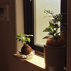 キッチン/苔玉♡/植物は難しい/窓のインテリア実例 - 2016-08-18 21:37:25