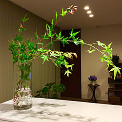 モミジ/植物のある暮らし/飾り棚/紫陽花/花のある暮らし...などのインテリア実例 - 2020-06-21 21:54:54