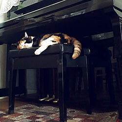 棚/私の癒し/三毛猫のおんなのこ/ねこのいる日常/リビングにあるピアノのインテリア実例 - 2022-09-11 00:20:47