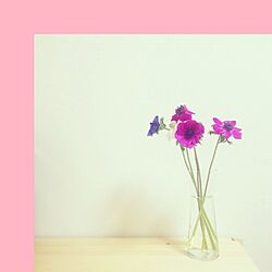 リビング/flower＊:/アネモネ/colorful/無印良品...などのインテリア実例 - 2015-02-02 23:10:41