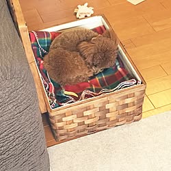 飼い主バカでごめんなさい/トイプードル/salut!/かごが好き/愛犬と暮らす家...などのインテリア実例 - 2016-11-15 10:28:16