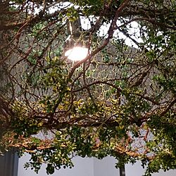 壁/天井/展示会ブース/植物のある暮らし/フェイクグリーン♡/ヴィンテージのインテリア実例 - 2016-02-24 22:07:21