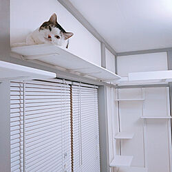 壁/天井/保護猫/ねこのいる日常/ねこと暮らす/キャットウォークDIY...などのインテリア実例 - 2022-03-04 18:05:19