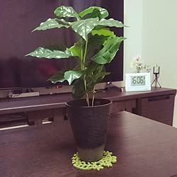 部屋全体/植物のインテリア実例 - 2017-07-10 16:10:23