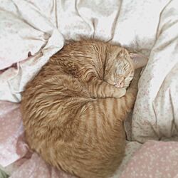 ベッド周り/テクです/猫のインテリア実例 - 2015-03-15 07:58:26