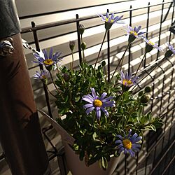 玄関/入り口/お花のある暮らし/フェンスのインテリア実例 - 2023-05-04 19:19:22