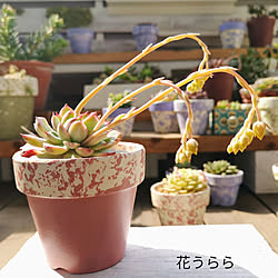 玄関/入り口/花うらら/多肉植物/リメイク鉢/succulents...などのインテリア実例 - 2020-03-17 11:55:26