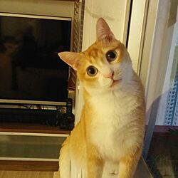 リビング/cats/猫/小吉のインテリア実例 - 2015-09-29 00:57:33