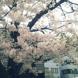 玄関/入り口/近所の花/桜のインテリア実例 - 2017-04-09 13:52:13
