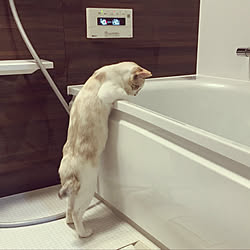 cat/猫/バス/トイレのインテリア実例 - 2019-10-11 10:35:09