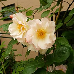 机/花のある暮らし/薔薇ばかりでごめんなさい/いつもいいね！ありがとうございます♪/花...などのインテリア実例 - 2017-05-26 09:47:43