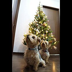 クリスマスツリー/愛犬のインテリア実例 - 2016-12-01 17:57:15