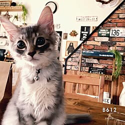 棚/セルフリノベーション/壁紙屋本舗/ねこ/ねこのいる風景...などのインテリア実例 - 2016-08-25 18:08:07