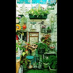 部屋全体/植物/雑貨/観葉植物/アンティーク...などのインテリア実例 - 2017-01-19 07:54:14