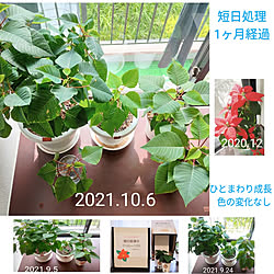 マンション暮らし/花のある暮らし/観葉植物/短日処理/ポインセチア...などのインテリア実例 - 2021-10-08 06:38:49