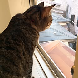 壁/天井/モザイク柄/屋根/ねこばかりですいません/ねこと暮らす。...などのインテリア実例 - 2017-03-06 11:25:00