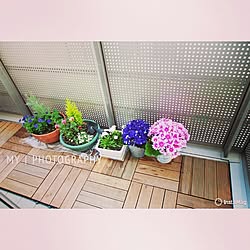 ベランダ/ベランダガーデニング/ベランダガーデン/ガーデニング/gardening...などのインテリア実例 - 2015-03-18 22:39:51