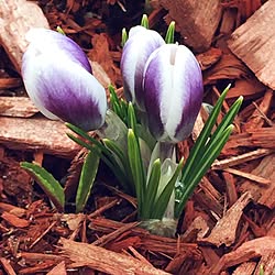 crocus/観葉植物/Torontoのインテリア実例 - 2017-03-29 12:31:25