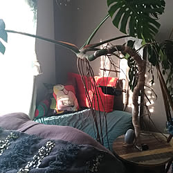 ベッド周り/観葉植物/一人暮らしのインテリア実例 - 2019-06-18 15:26:20