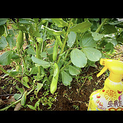 家庭菜園/ロハピ/そら豆のインテリア実例 - 2022-05-11 13:40:39