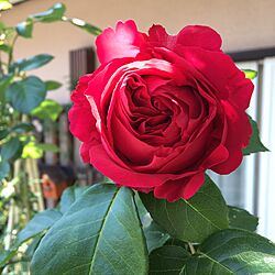 ガーデン/DIY/ガーデニング/薔薇が好きのインテリア実例 - 2017-05-21 21:54:41