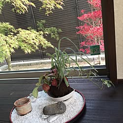 壁/天井/植物/一人暮らし/男前/観葉植物...などのインテリア実例 - 2015-11-01 13:48:12