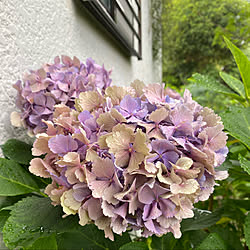 ワイヤープランツ/紫陽花/庭のある暮らし/玄関/入り口/フリンジ咲き西洋紫陽花のインテリア実例 - 2021-06-30 11:03:18