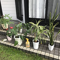 元気に育ちますように/ロハピ/メンテナンス/癒される/観葉植物のある暮らし...などのインテリア実例 - 2021-06-14 09:14:33